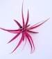 Hot Pink Capitata  Airplant, Tillandsia, wholesale, Bulk, Sale, Wedding Favors, Terrariums 