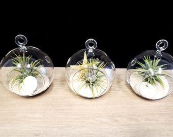 Kit terrarium pour plantes aériennes : lot de 3 globes en verre suspendus
