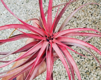 Air Plant Brachycaulos Abdita  Tillandsia, wholesale, Bulk, Sale, Wedding Favors, Terrariums