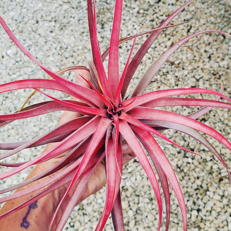 以下が含まれることがあります： 長く薄い葉を持つ、鮮やかなピンク色のエアプラント。植物の中央に紫色の花が密集している。