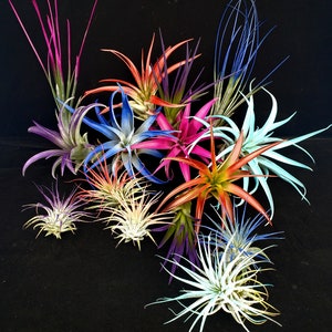 Air Plant Enhanced Tillandsia Mix quantity of your choice image 3