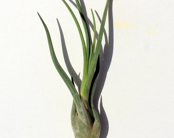 Air Plant  Large Medusa SINGLE Airplant, Tillandsia, wholesale, Bulk, Sale, Wedding Favors, Terrariums