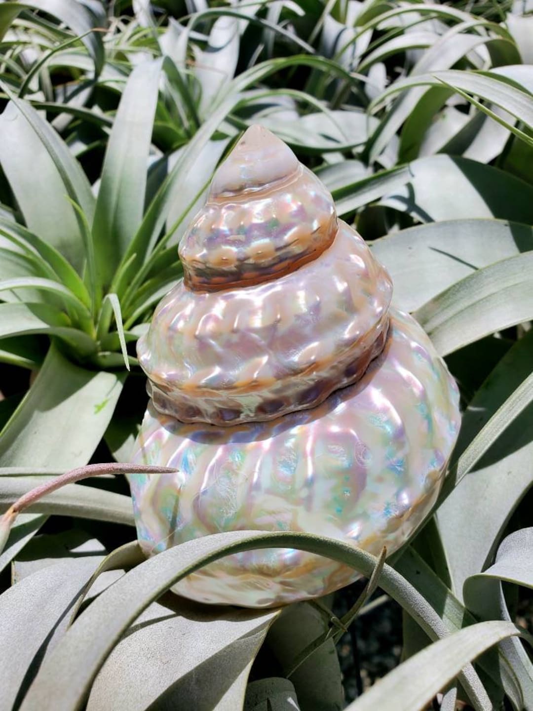 Undossa Shell Sea Shell Undosa Irradescent Beach Real Shell - Etsy
