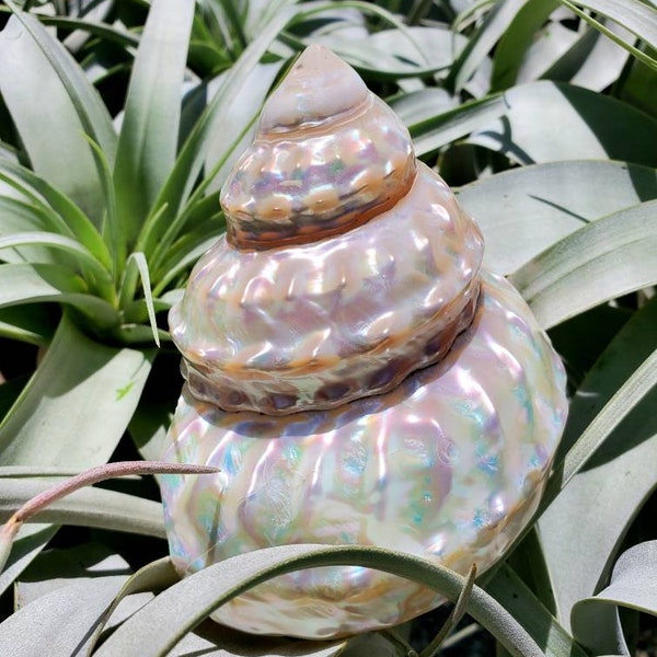 Rare Sea Shells - Etsy