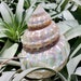 see more listings in the Shells/Urchins/Starfish section