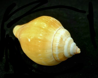 Sea Shell Single Laevistrombus Canarium