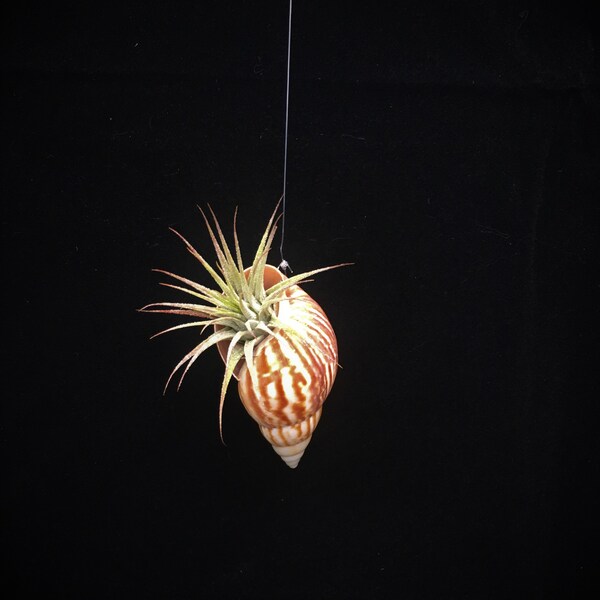 Air Plant Hanging Shell Garden Comes Fully assembled ready to hang. Tillandsia, Succulent, Sea, Beach Cottage Decor Plant