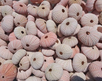Carapace d'oursin rose : porte-plante aérien, suspension de coquillage