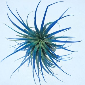 Air Plant Tillandsia Iona set of 3 fun pack. image 2