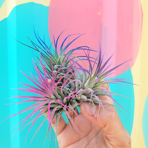 Air Plant Tillandsia Iona set of 3 fun pack.indigo, purple, pink