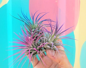 Air Plant Tillandsia Iona set of 3 fun pack.