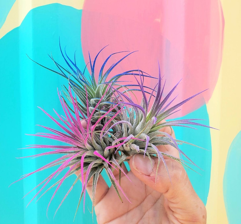 Air Plant Tillandsia Iona set of 3 fun pack. image 1