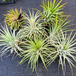 Air Plant 3 for 1 Sale Airplant, Tillandsia, wholesale, Bulk, Sale, Wedding Favors, Terrariums image 5