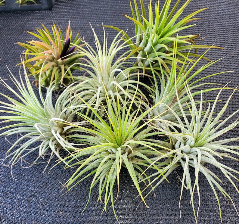 Air Plant 3 for 1 Sale Airplant, Tillandsia, wholesale, Bulk, Sale, Wedding Favors, Terrariums image 5