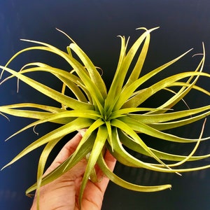 以下が含まれることがあります： 長く薄い葉を持つ緑色のエアプラント。植物は手で持たれています。