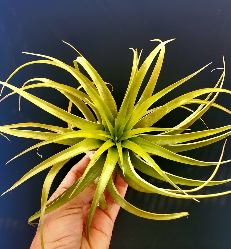 以下が含まれることがあります： 長く薄い葉を持つ緑色のエアプラント。植物は手で持たれています。