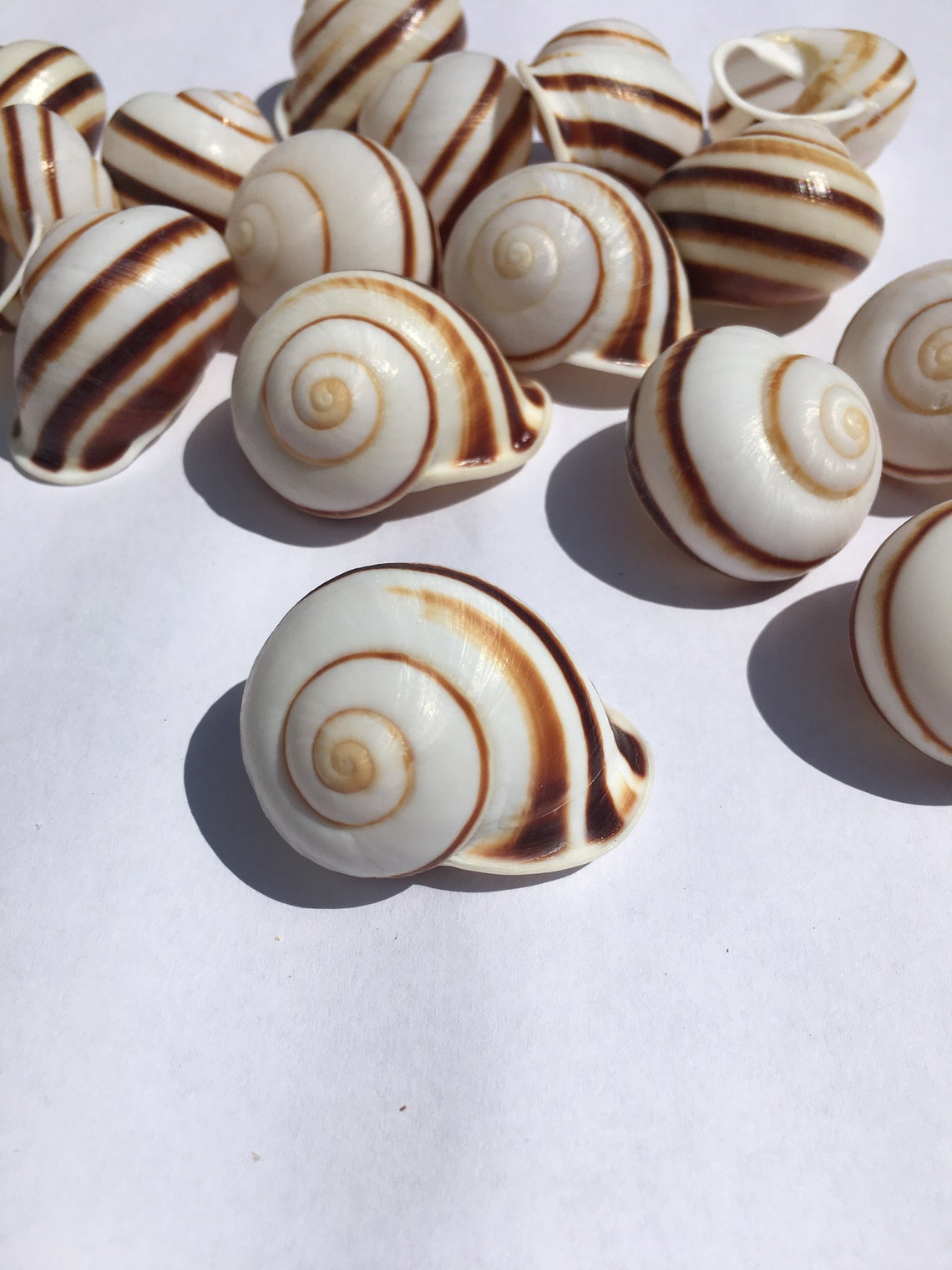Land Snail Brown and White Stripe Shell 12 Dozen Sea Shell Etsy