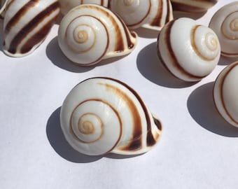 Land Snail Brown and white stripe shell 12, a Dozen, sea shell seashell beach home decor terrarium air plant ocean gold ocean craft DIY