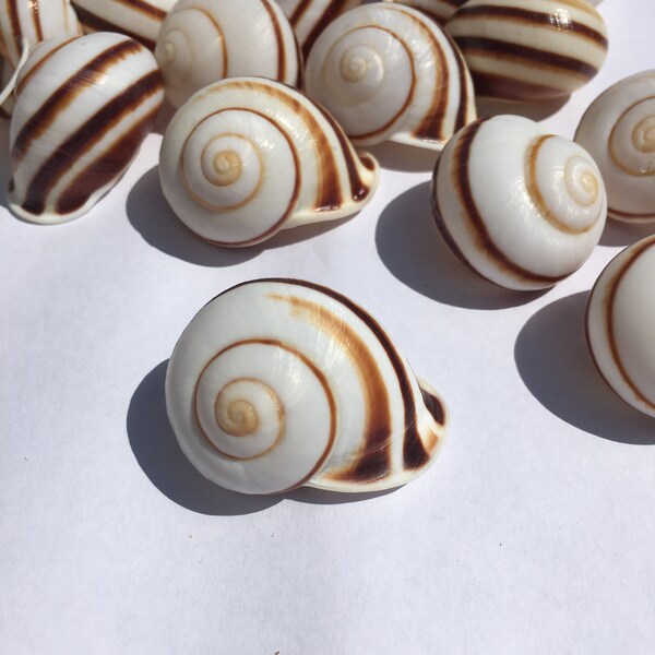 Land Snail Brown and white stripe shell 12, a Dozen, sea shell seashell beach home decor terrarium air plant ocean gold ocean craft DIY