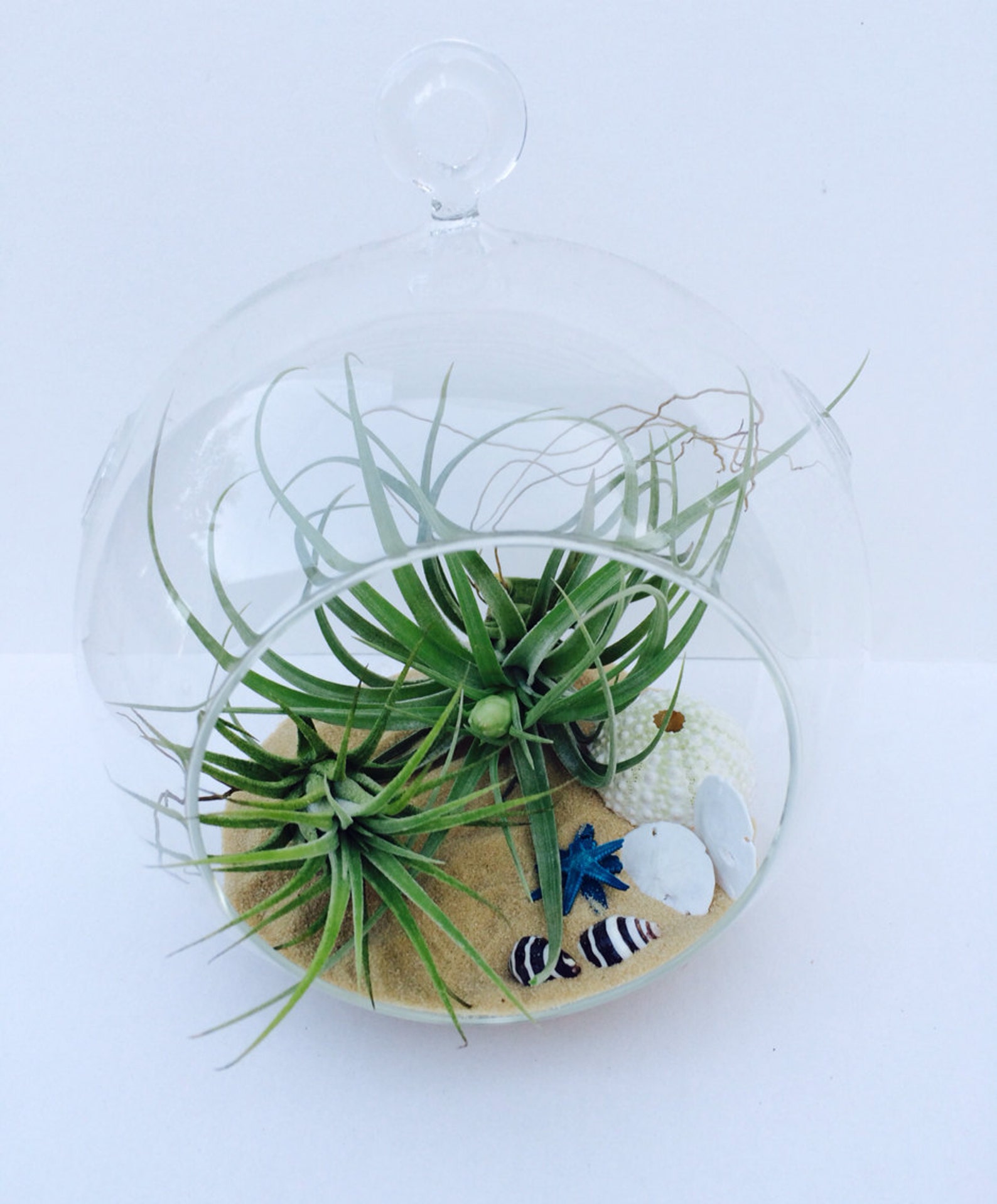 Orb Air Plant Hanging Terrarium Clear Glass Orb Kit With Etsy