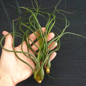 Air Plant Large Butzii Single Tillandsia