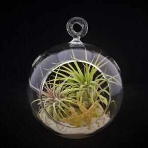 May include: A clear glass globe terrarium with a metal ring handle, containing three air plants and two gold starfish on a bed of white sand.