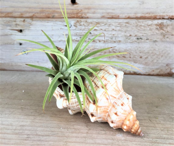 Tillandsia Air Plant With Sea Urchin Shell Pot