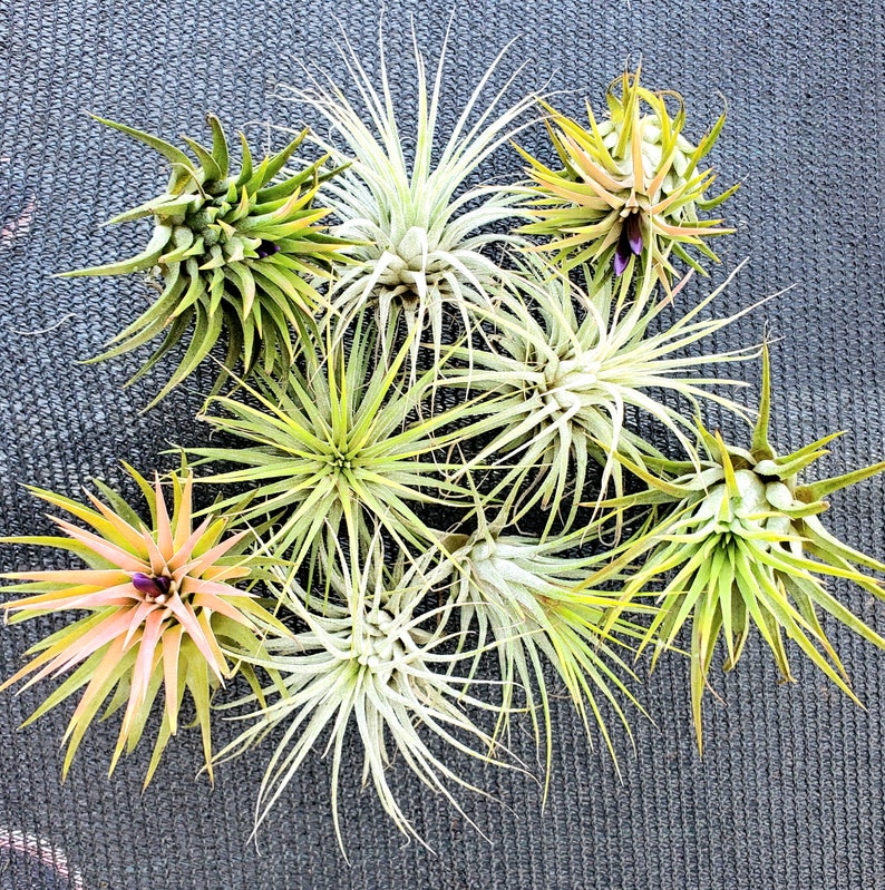 Air Plant 3 for 1 Sale Airplant, Tillandsia, wholesale, Bulk, Sale, Wedding Favors, Terrariums image 3