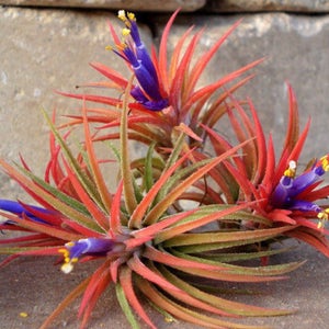 Air Plant 3 for 1 Sale Airplant, Tillandsia, wholesale, Bulk, Sale, Wedding Favors, Terrariums image 1