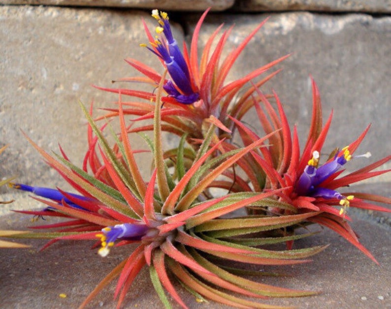 Air Plant 3 for 1 Sale Airplant Tillandsia Wholesale Bulk Etsy