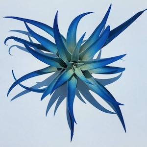 May include: A blue and green air plant with long, spiky leaves. The plant is arranged in a starburst pattern.