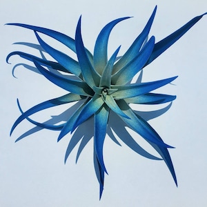 Air Plant Tillandsia Indigo Dark Blue single plant image 4