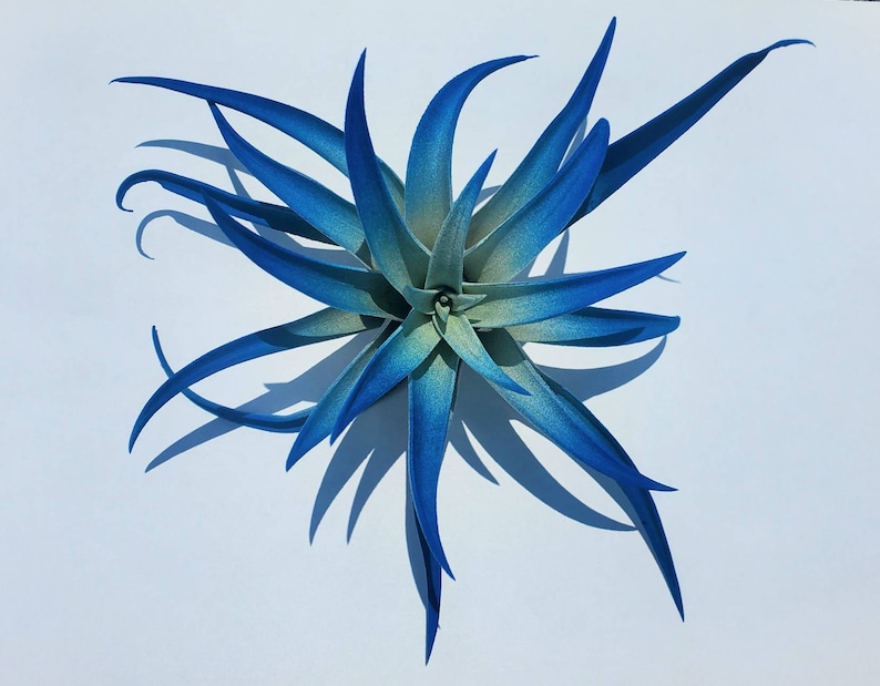 May include: A blue and green air plant with long, spiky leaves. The plant is arranged in a starburst pattern.