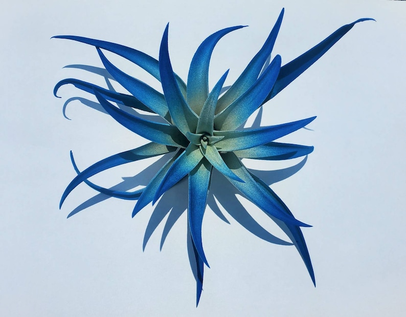 Air Plant Tillandsia Indigo Dark Blue single plant image 4