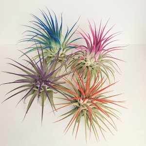 Air Plant Tillandsia Iona set of 4 fun pack. pink, purple, red, indigo