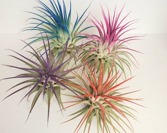 Air Plant Tillandsia Iona set of 4 fun pack.