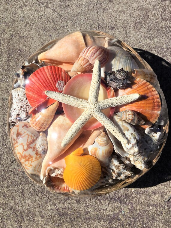 Shell Basket Mix Shell Sea Shell Seashell Seaurchin Sale Etsy