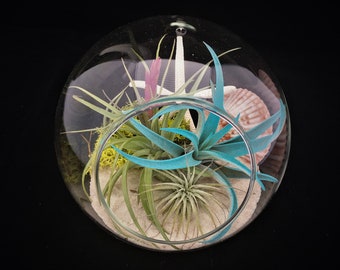 Air Plant Glass Terrarium Table Top Bubble Tillandsia Beach Coastal Home Decor Airplant Succulent Sea Shells Starfish