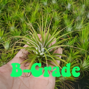 Air Plant B-GRADE Iona