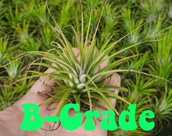 Air Plant B-GRADE Iona