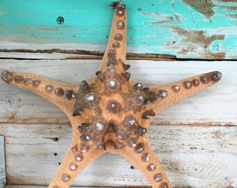 Philippine Starfish Knobby Brown Starfish 6-8" shell, sea shell, seashell, seaurchin, sale, wholesale, bulk, wedding favors, terrarium