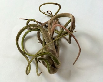 Air Plant Medusa Caput  Airplant, Tillandsia, wholesale, Bulk, Sale, Wedding Favors, Terrariums