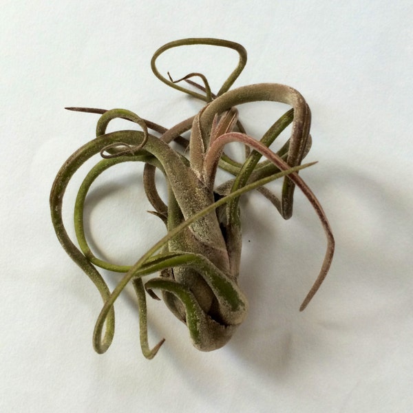 Air Plant Medusa Caput  Airplant, Tillandsia, wholesale, Bulk, Sale, Wedding Favors, Terrariums