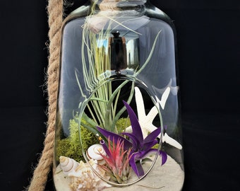 Air Plant Glass Terrarium with Rope to hang Nautical Jar Comes Fully Assembled with Plants Glass Beach Coastal Home decor Tillandsia shell