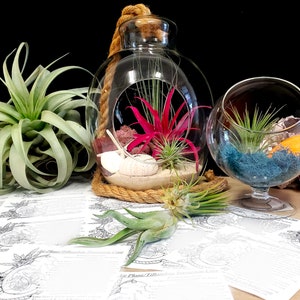 Luftpflanzen Terrarium Pflegeblatt Digitaler Download