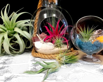 Feuille d'entretien pour terrarium pour plantes aériennes à téléchargement numérique