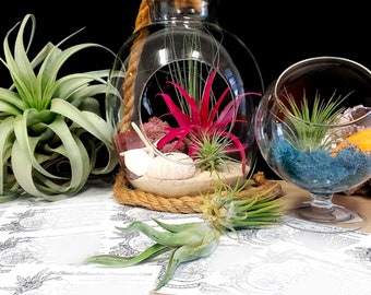 Air Plant Terrarium Care sheet Digital Download