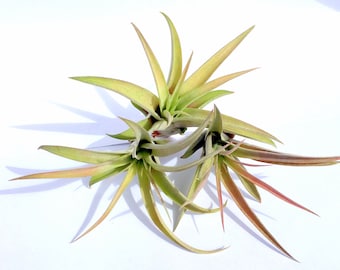 Air Plant Peach Capitata Mix of 3   Airplant, Tillandsia, wholesale, Bulk, Sale, Wedding Favors, Terrariums