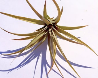 Capitata Peach Air Plant: Tillandsia Terrarium Supply