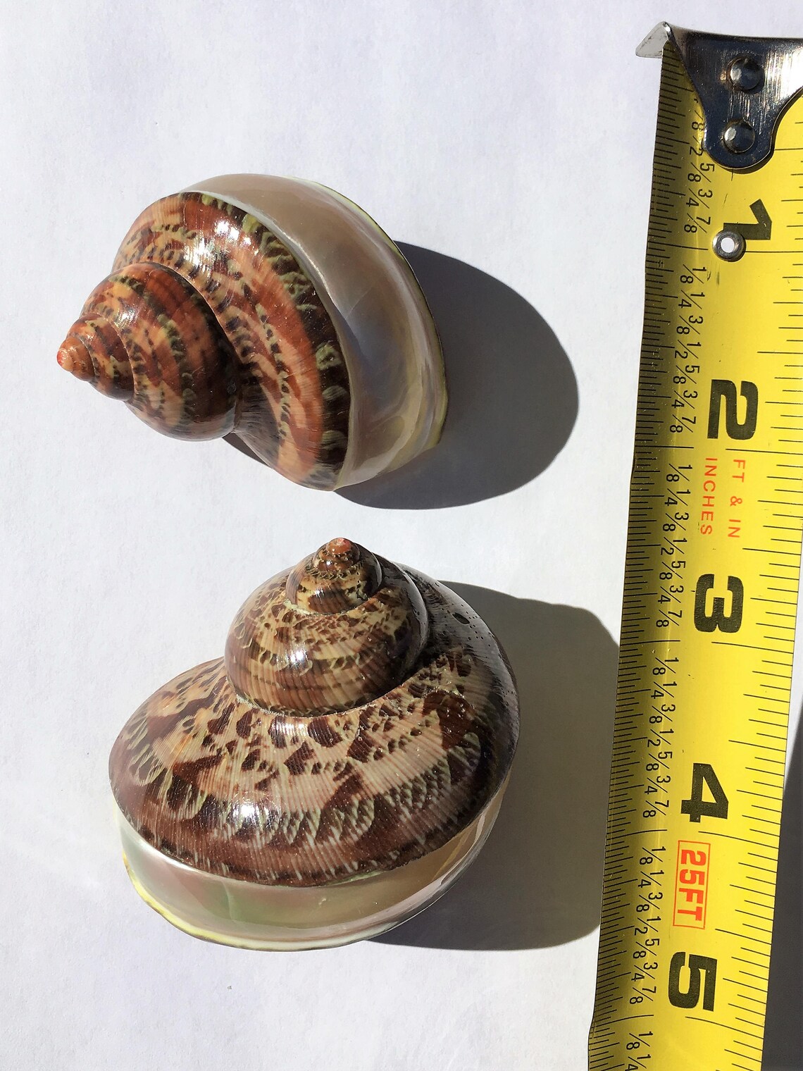 Shell Petholatus Banded Turbo Shell Sea Shell Seashell | Etsy